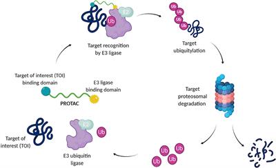 From Conception to Development: Investigating PROTACs Features for Improved Cell Permeability and Successful Protein Degradation